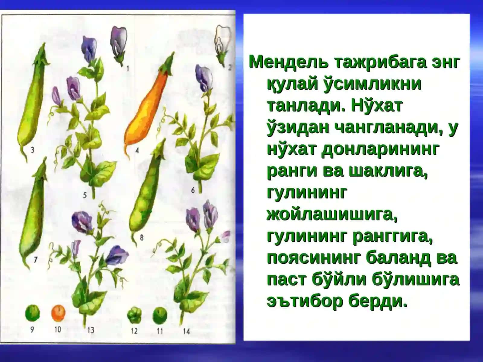 Монодурагай чатиштириш 4