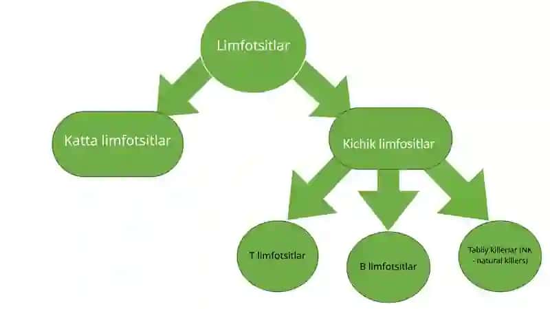 Limfositopoezning xususiyatlari 4