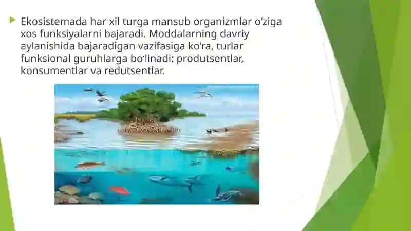 Ekosistema trofik strukturasi 4