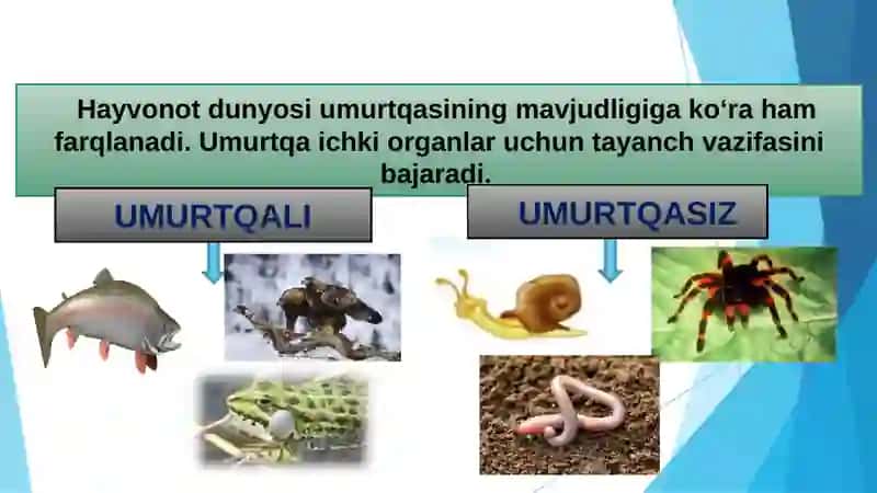 UMURTQASIZHAYVONLAR 4
