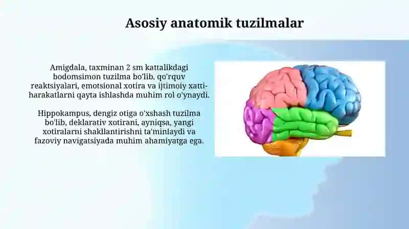 Limbik Tizim 4