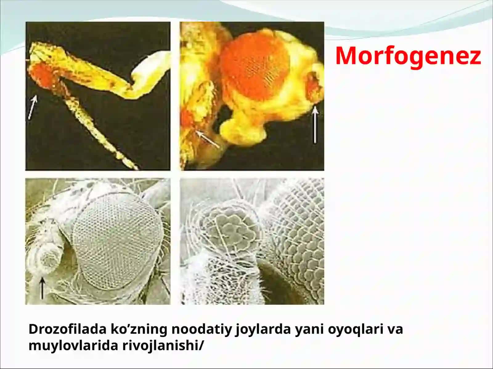 Odam organizmining ontogenetik rivojlanishi 4