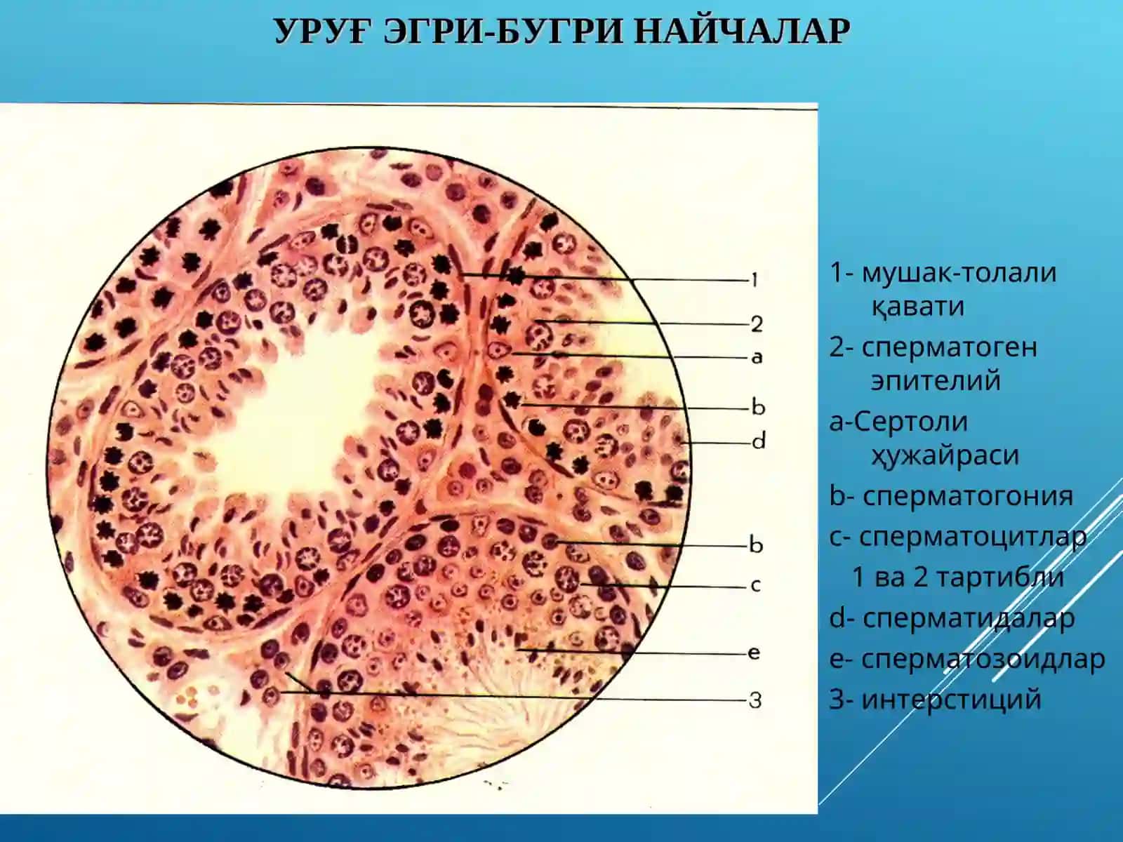 ГИСТОЛОГИЯ КАФЕДРАСИ 4