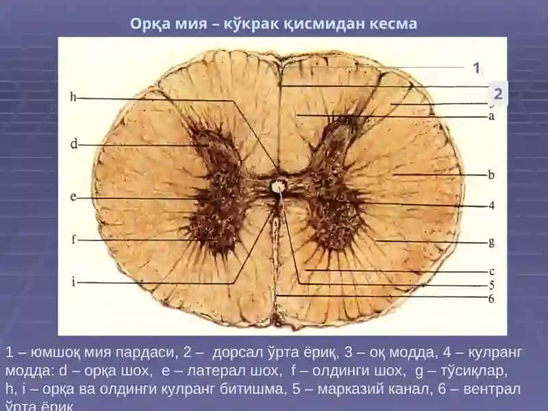НЕРВ ТИЗИМИ,СЕЗУВ АЪЗОЛАРИ 4