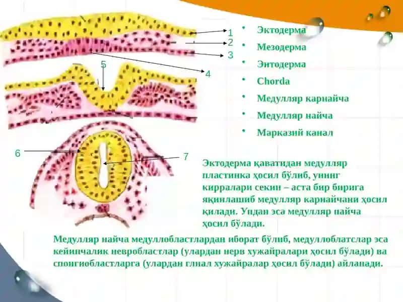 Нервтизими онтогенези 4