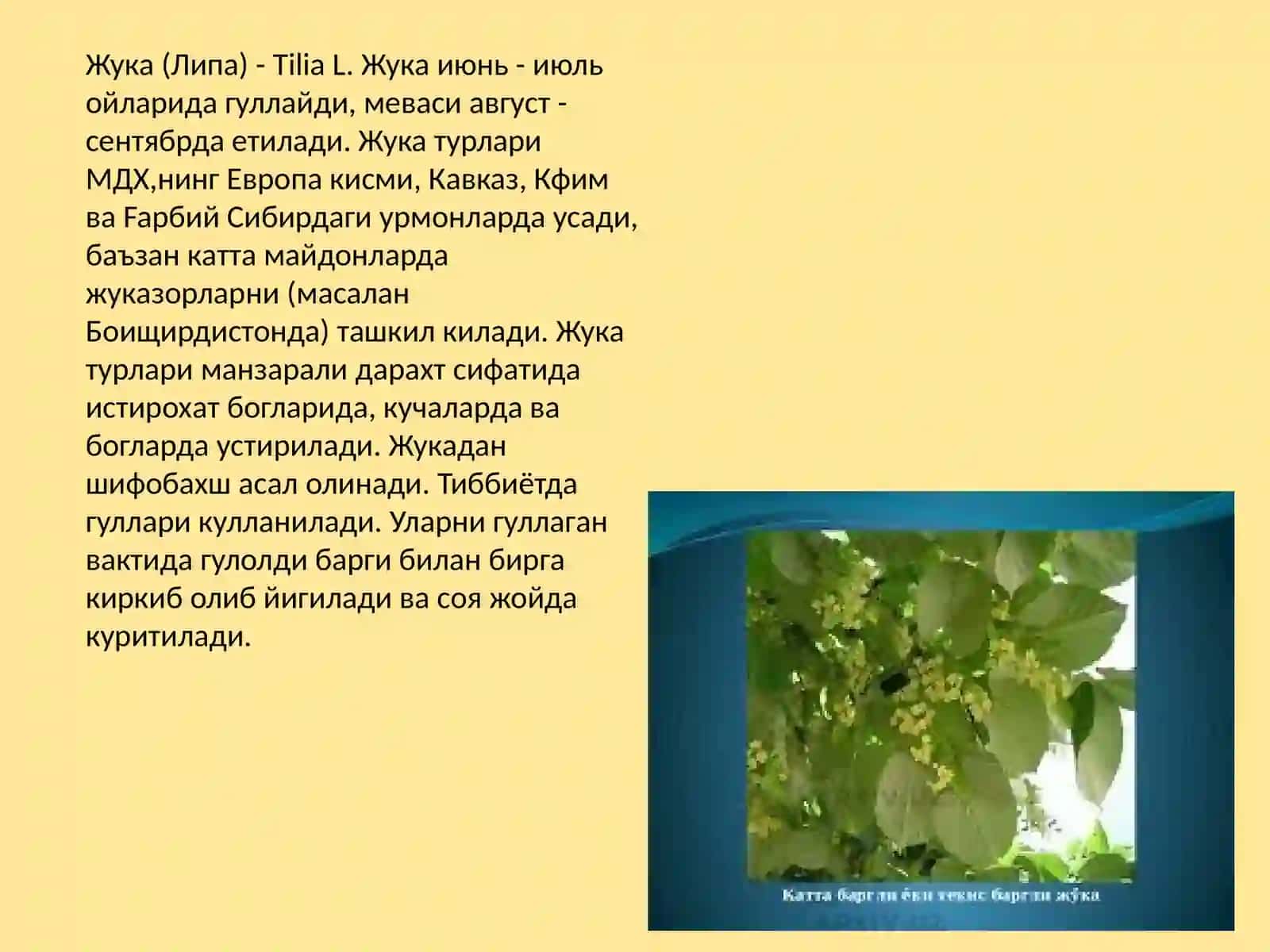 МАНЗАРАЛИ ДОРИВОР ЎСИМЛИКЛАР 4
