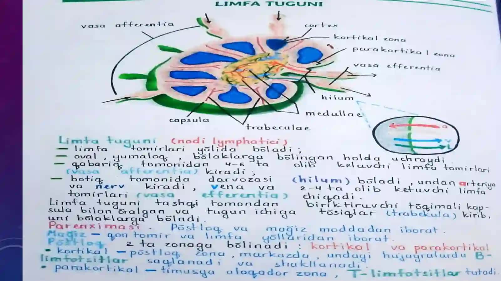Limfa sistemasi 4