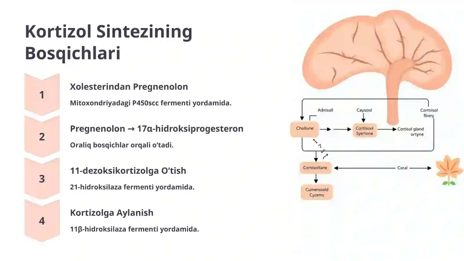 Kortizol: Stress Gormoni va Uning Organizmdagi Roli 4