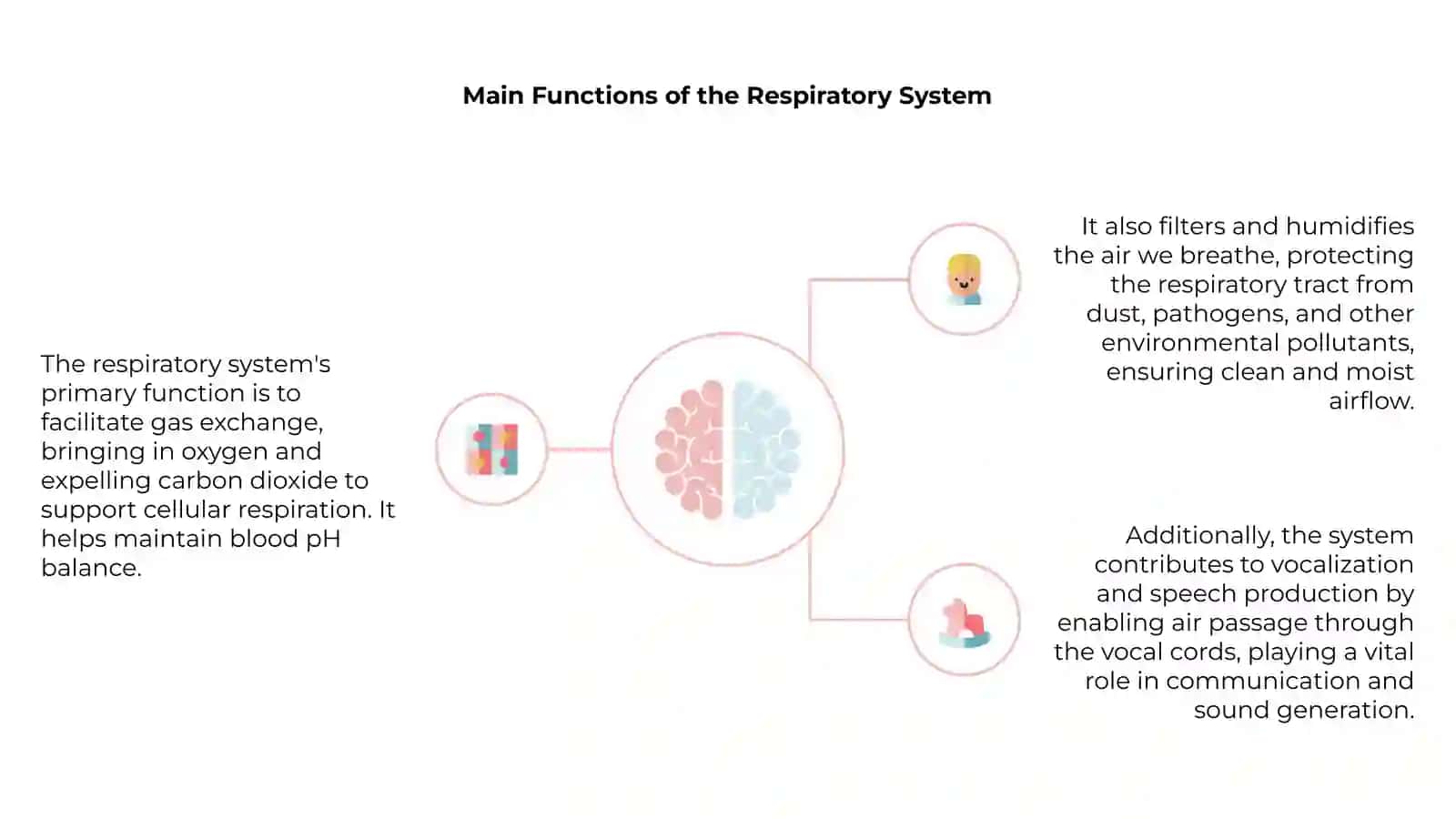 Introduction to the Respiratory System 4