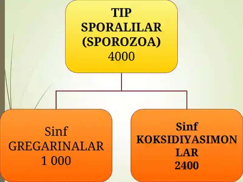 SPORALILAR-SPOROZOATIPI 4
