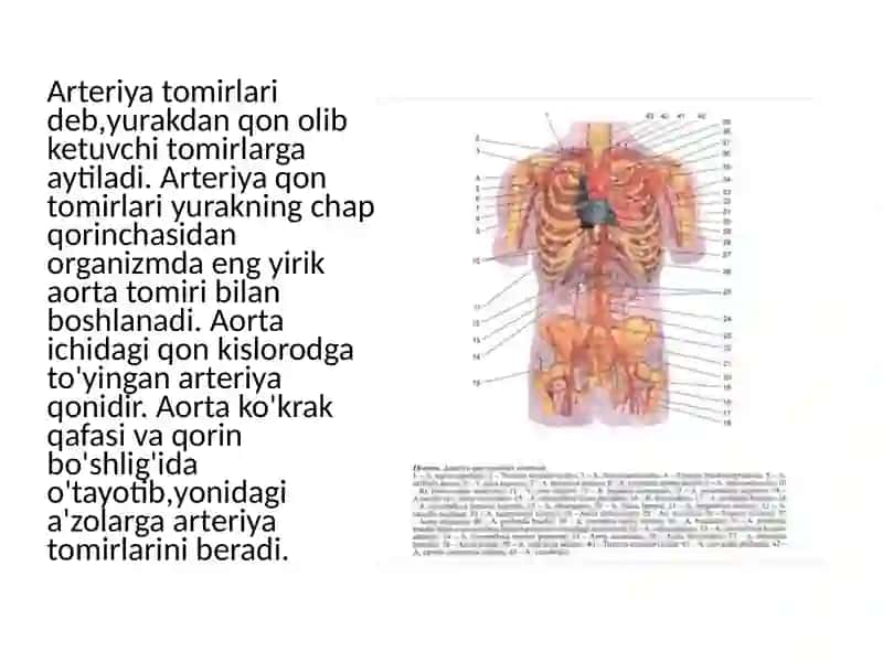 Tomirlar sistemasi haqida ta'lim 4