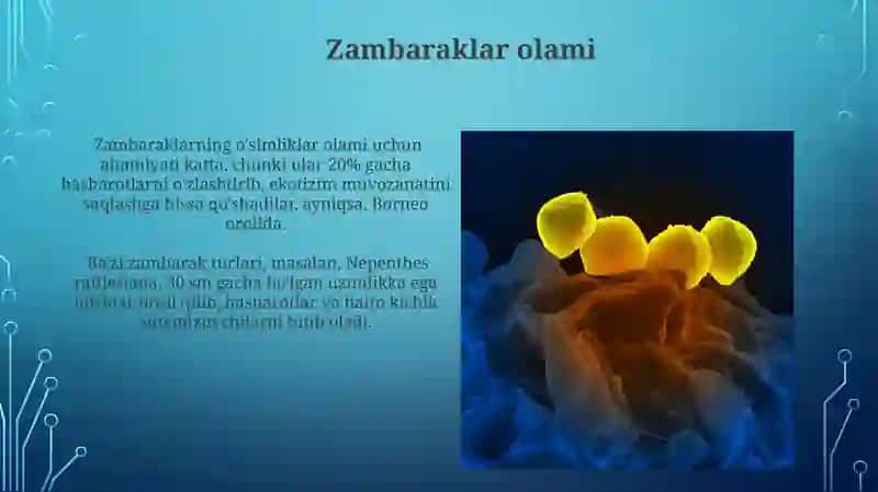 Organizmlar haqida umumiy ma'lumot 4