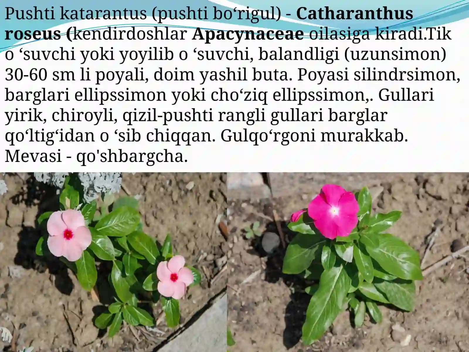 Pushti katarantus - Catharanthus roseus L 4