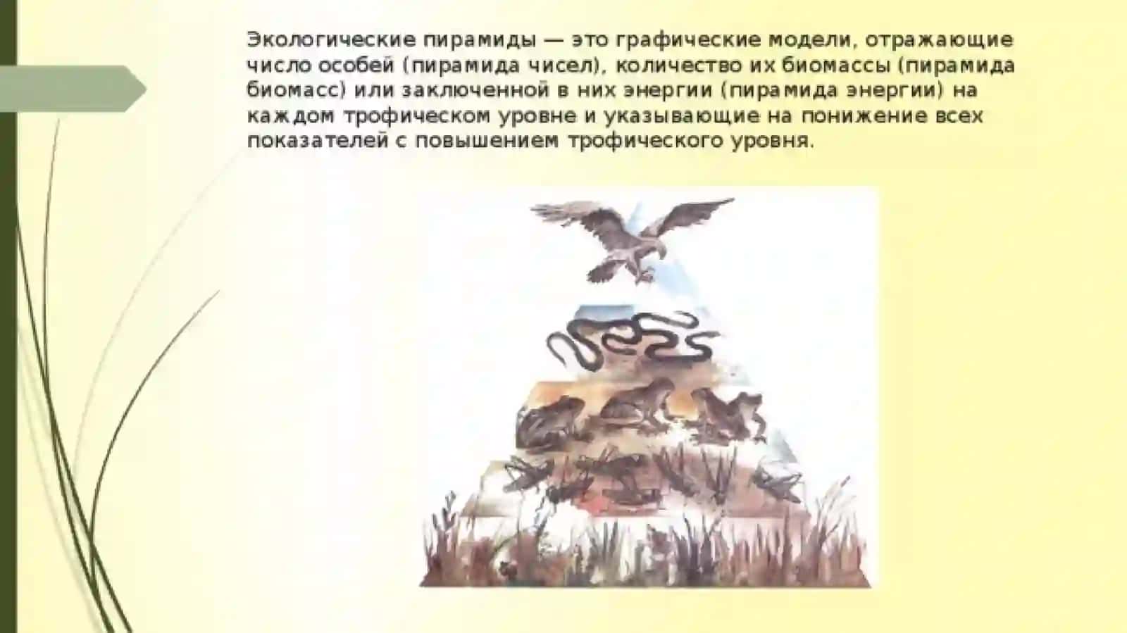 Екологическая перамида «Лес» 4