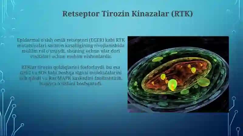 Biomembranalar: Tuzilishi va Komponentlari 4