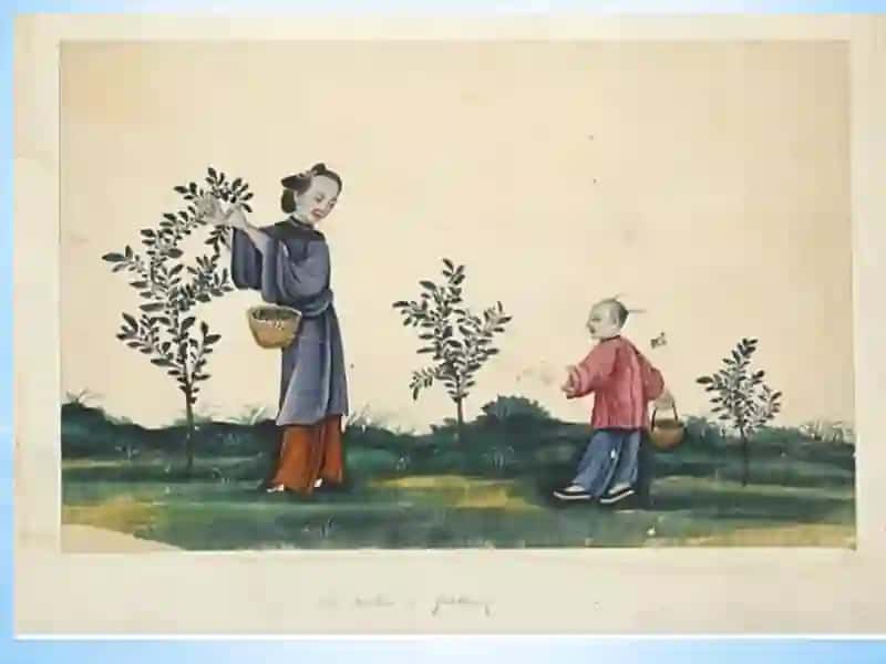 Qadimgi Xitoy va qadimgi Hindiston tibbiyoti 4