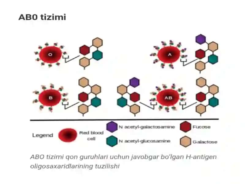 Qonguruhlari.Rezusfaktor.Qonquyishasoslari 4