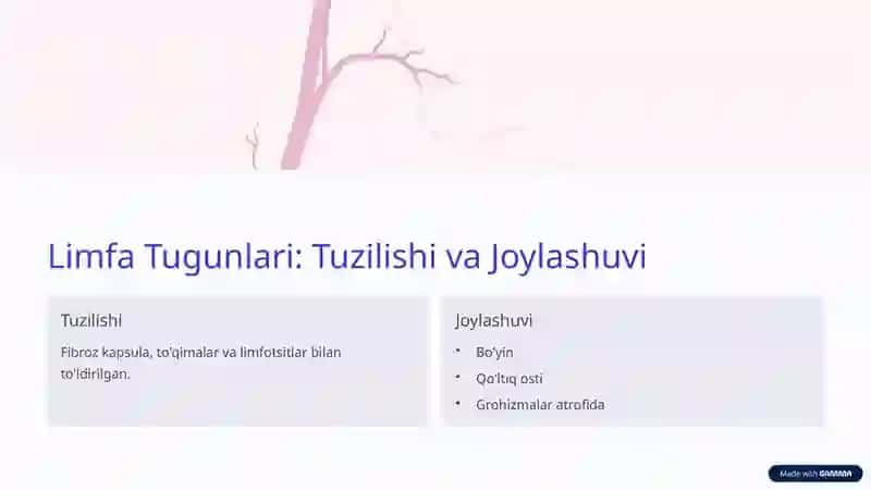 Limfa Sistemasi Anatomiyasi 4