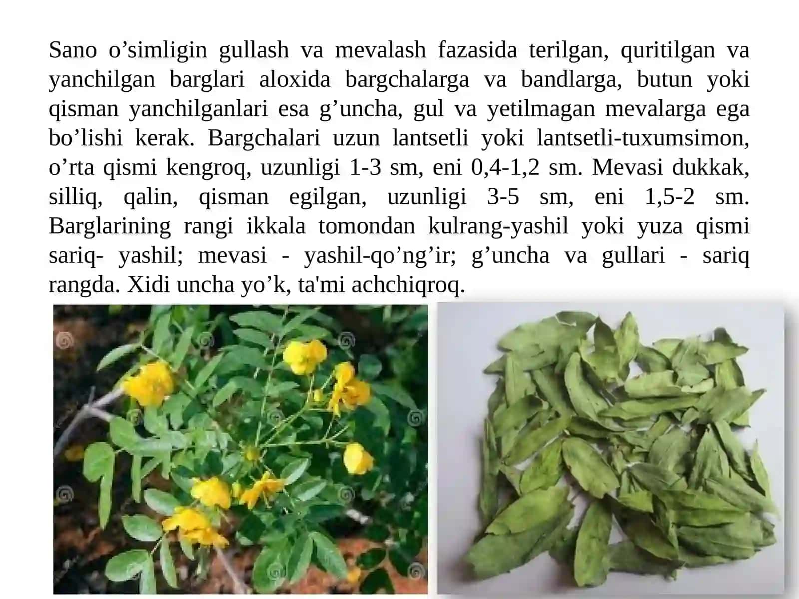 Antratsen unumlari bilan dorivor o‘simliklar 4
