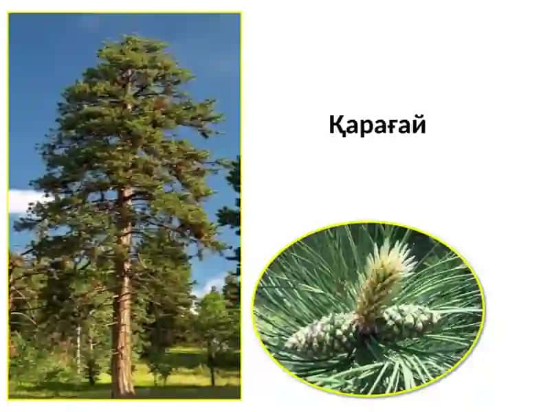 Ель ёки қорақарағай 4