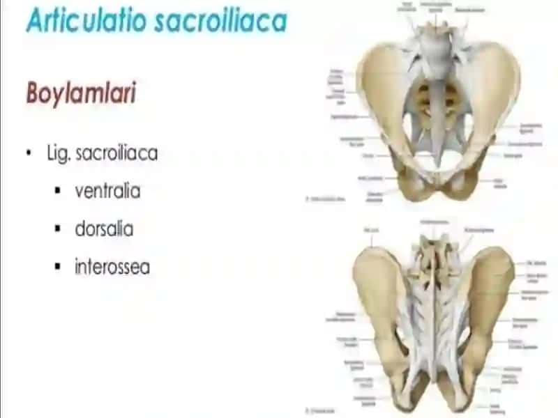 oyoq birlashuvi 4