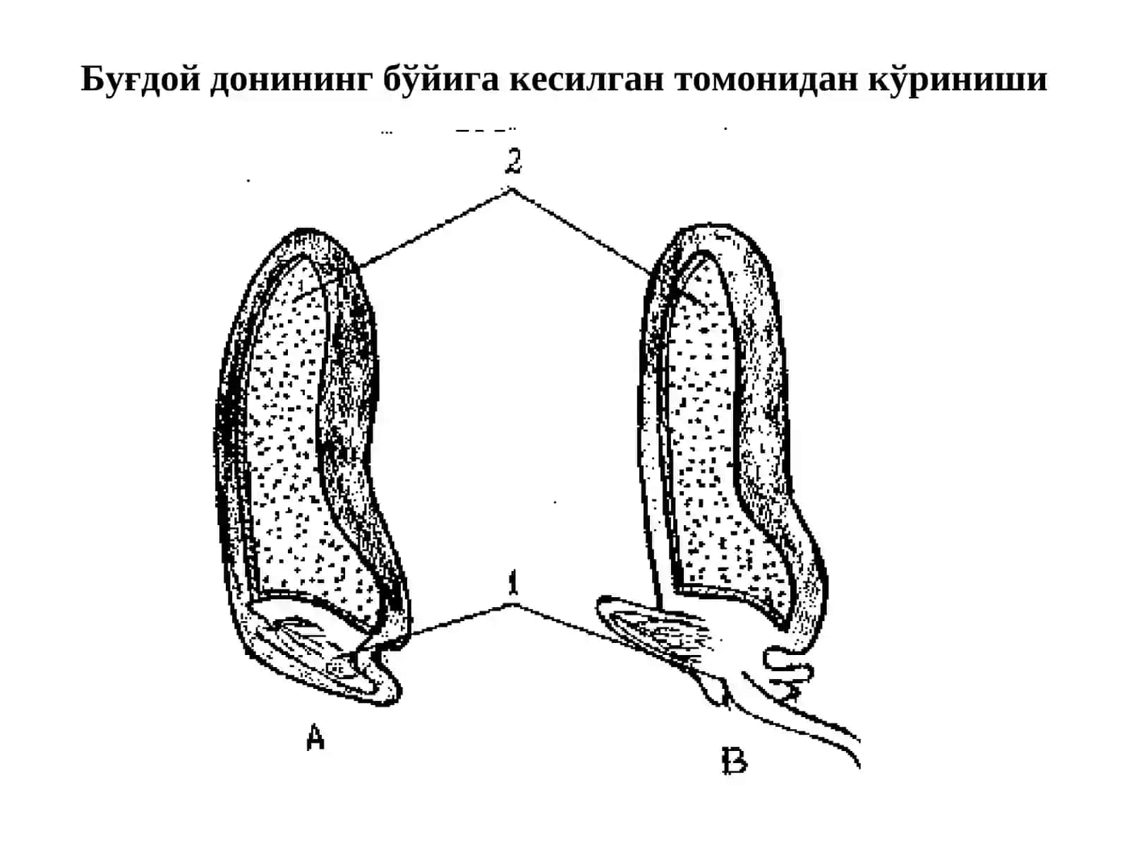 Фитогормонлар 4