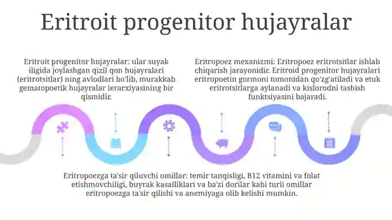 Eritropoez Mexanizmi Va Unga TaʼSir Etuvchi Omillar 4