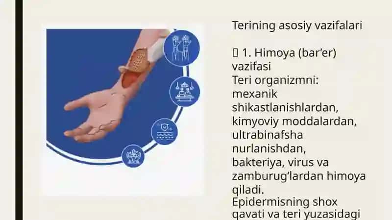 Teri va uning xosilalari. Teri, taraqqiyoti va morfofunksional tavsifi. 4