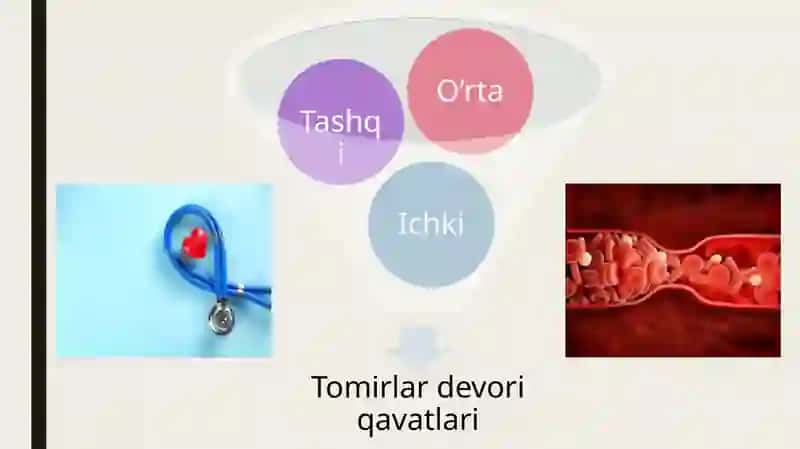 Qon. Qon tomirlarining tuzilishi. Tomirlarning sinflanishi. 4