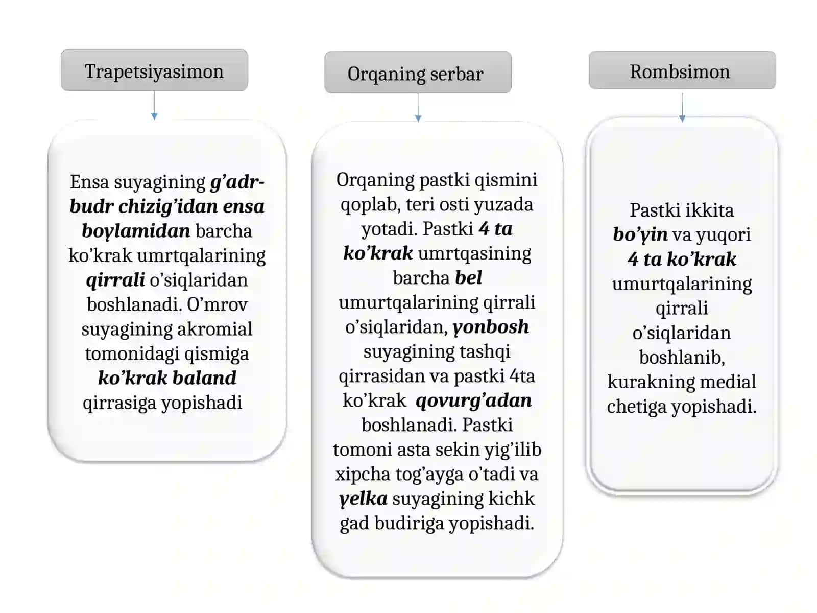 Gavda muskullari 4