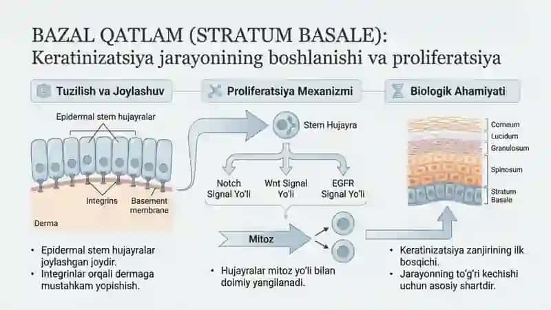 Keratinizatsiya jarayonlari haqida zamonaviy tasavvurlar 4
