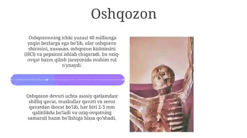 Anatomiya Hazim a'olari 4