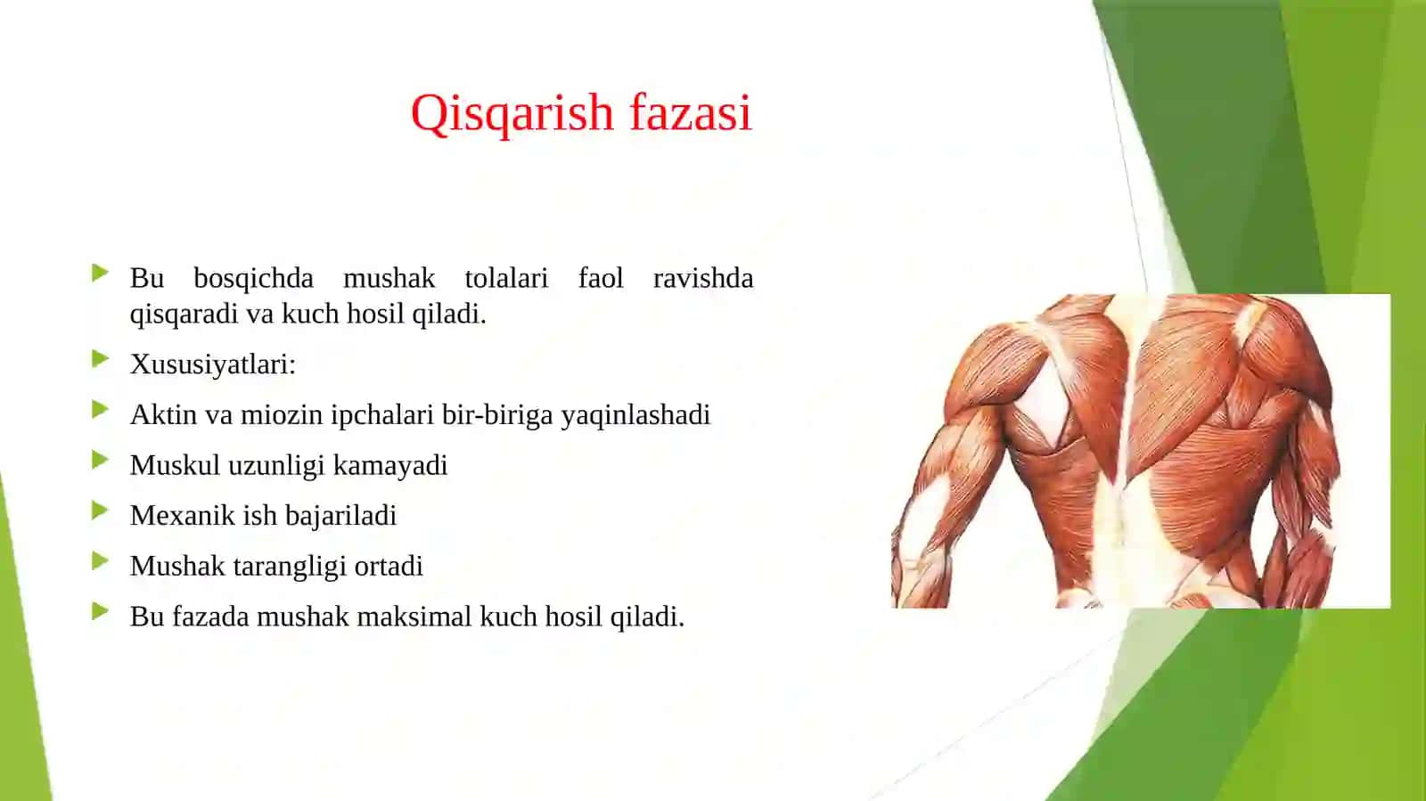 Muskul qisqarish fazalari 4
