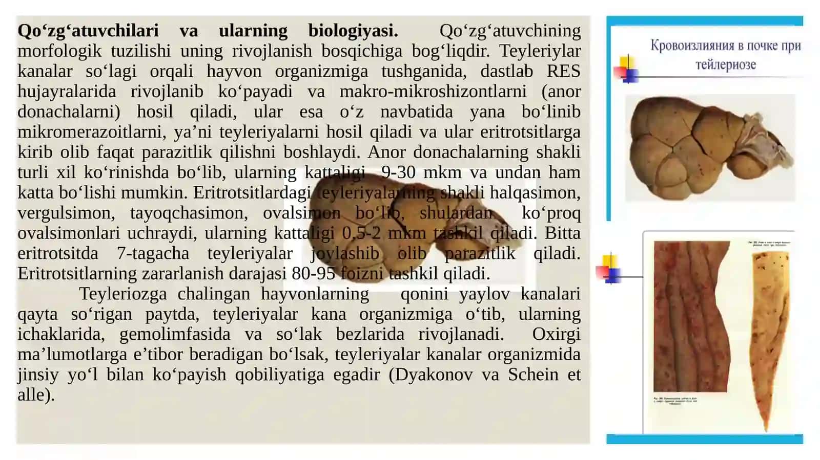 Qoramol teyleriozi 4