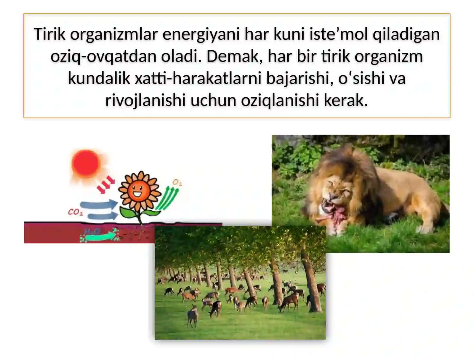 TIRIK ORGANIZM-LARNING OZIQLANISHI 4