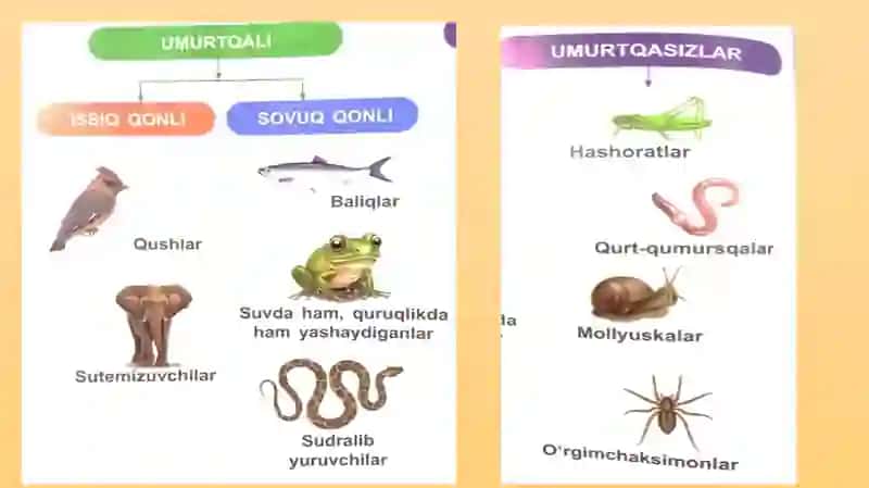 HAYVONLARNING TURLARI 4