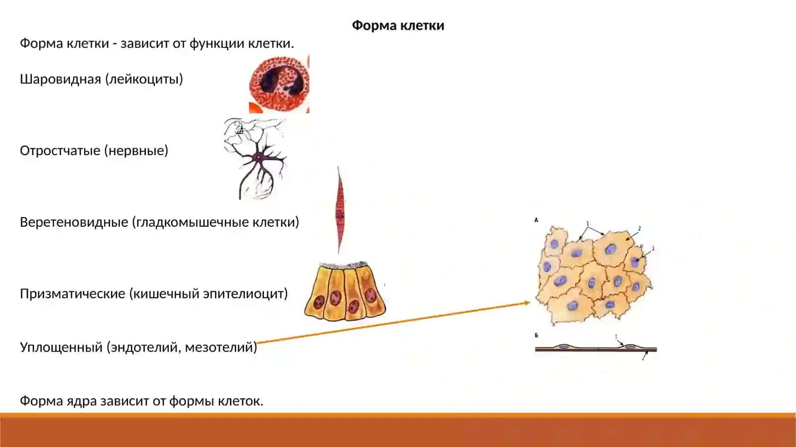 Гистологические элементы. Клетка: плазмолемма и ядро 4
