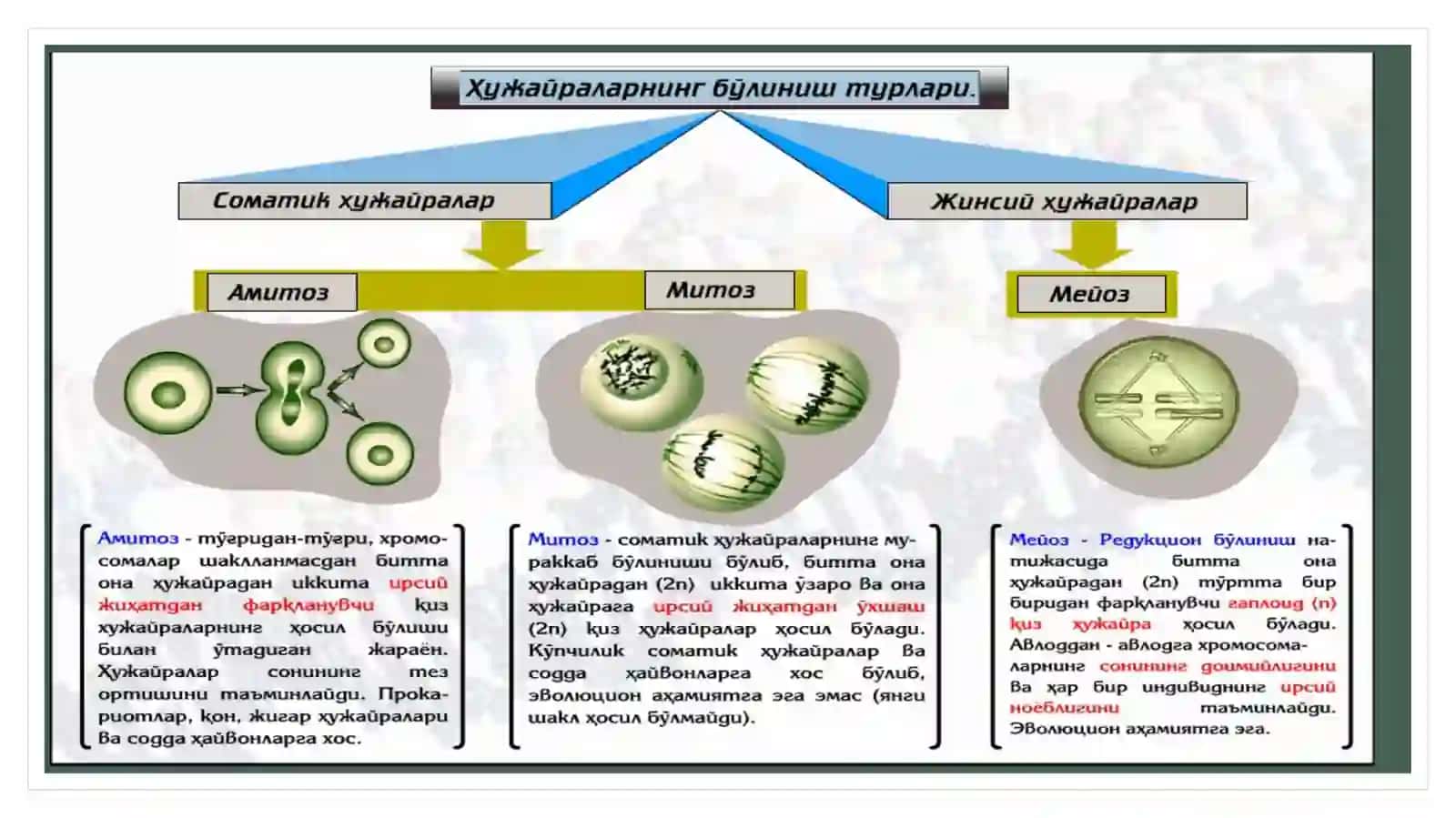Hujayra biologiyasi 4