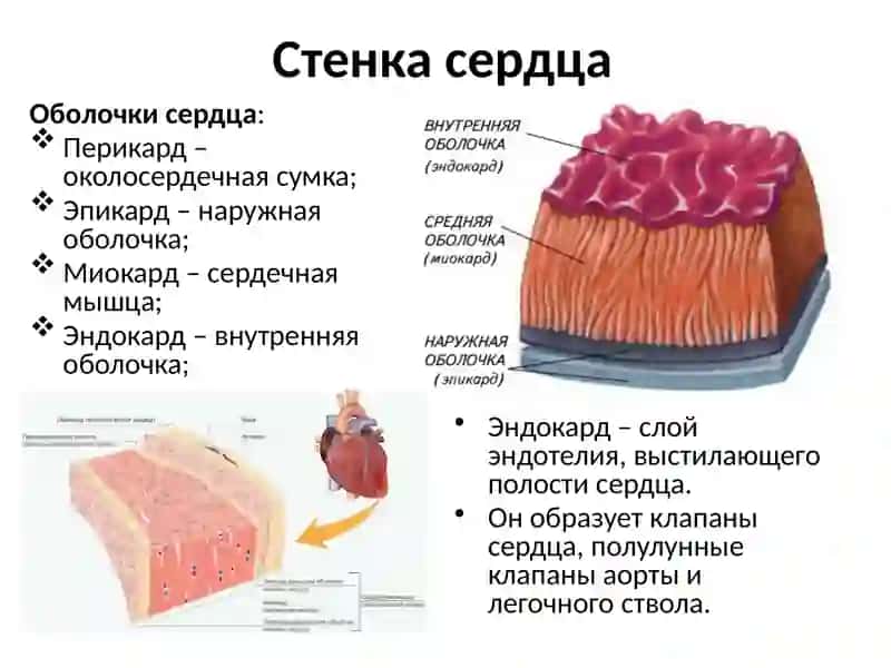 Топографическая анатомия и оперативная хирургия сердца 4