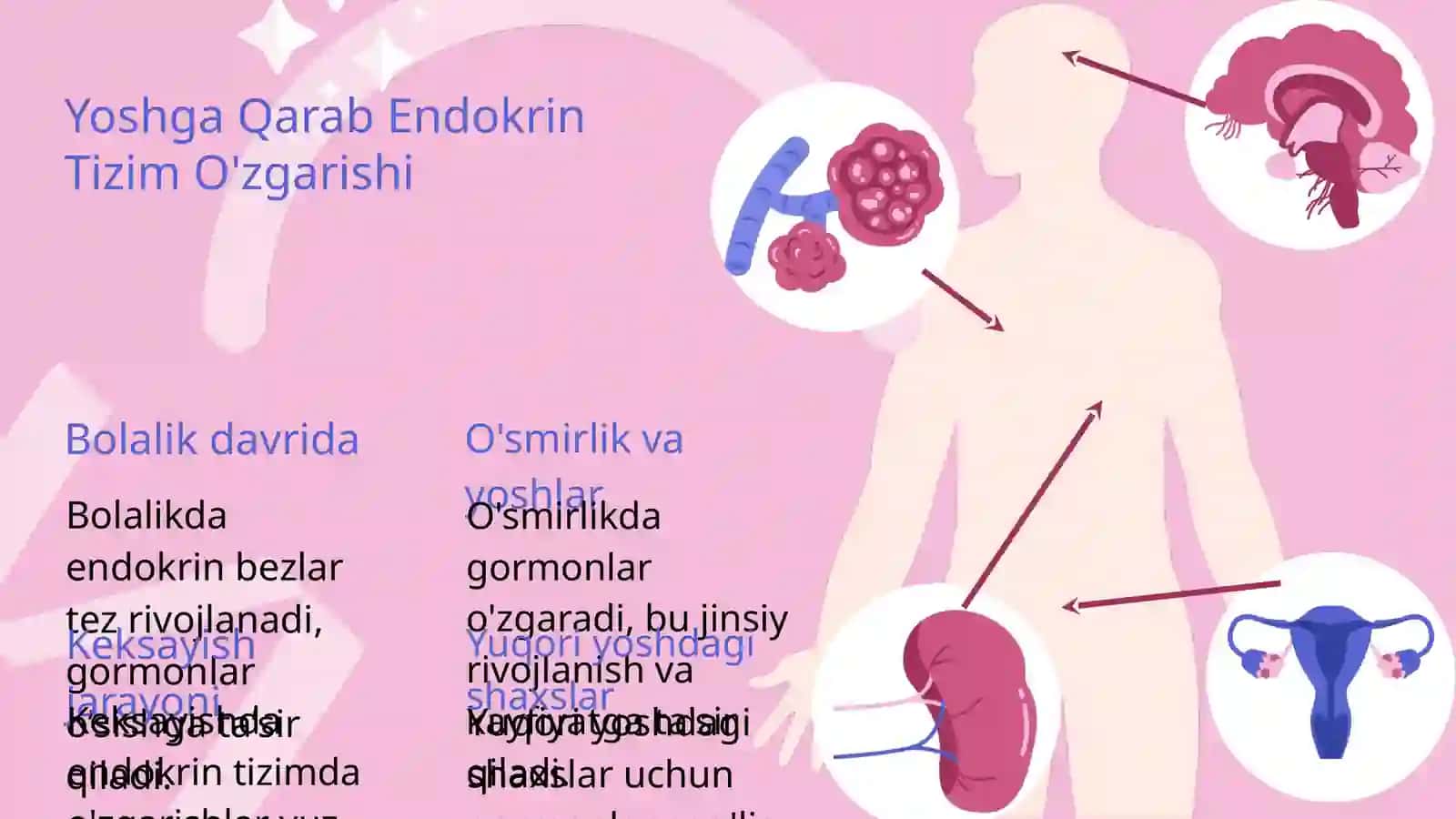 Endokrin bezlar va ularning yoshga qarab oʻzgarishi 4
