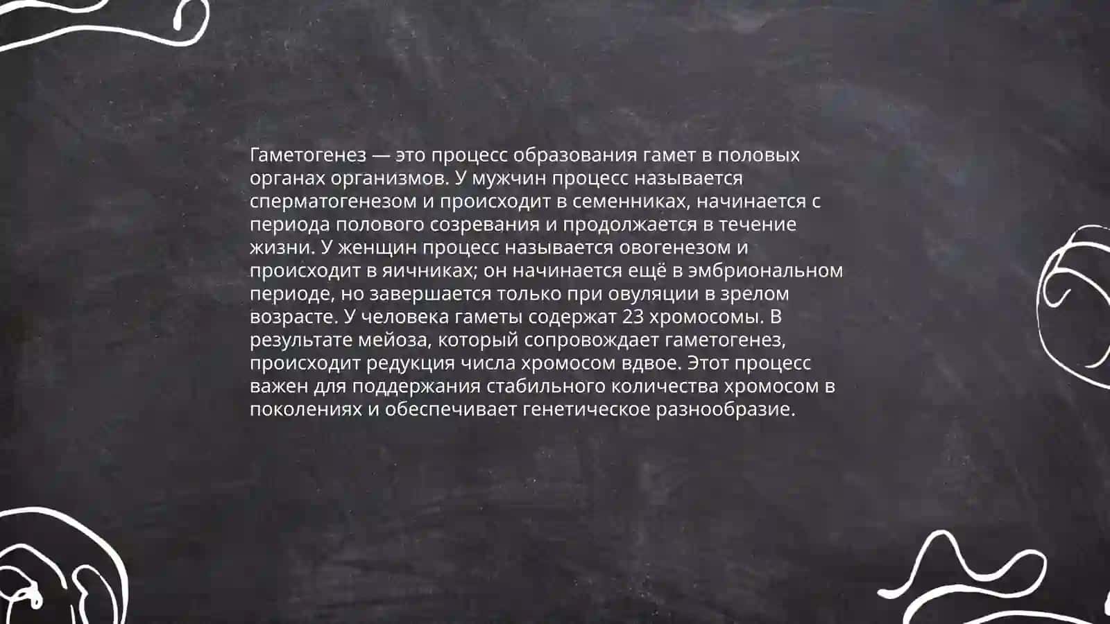 Основы эмбриологии человека 4