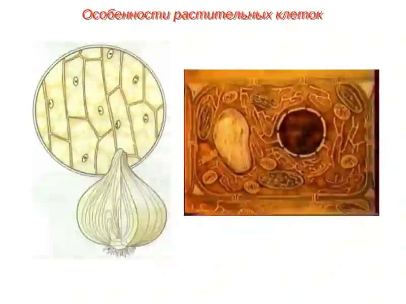 Особенности строения растительных клеток 4