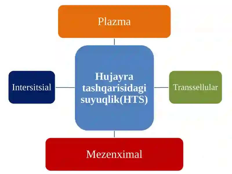 Gomeostazhaqida tushuncha 4