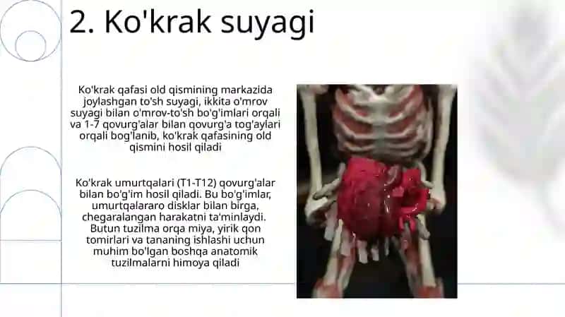 Umurtqa pog'onasi 4