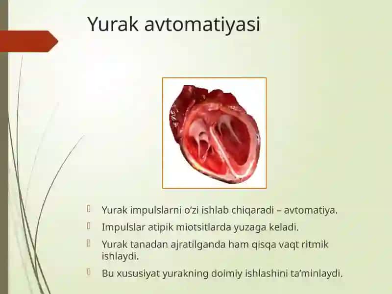 Yurak fiziologiyasi 4