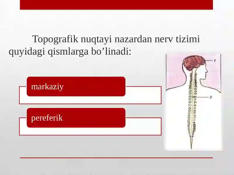 Nerv_sistemasining_tuzilishi 4