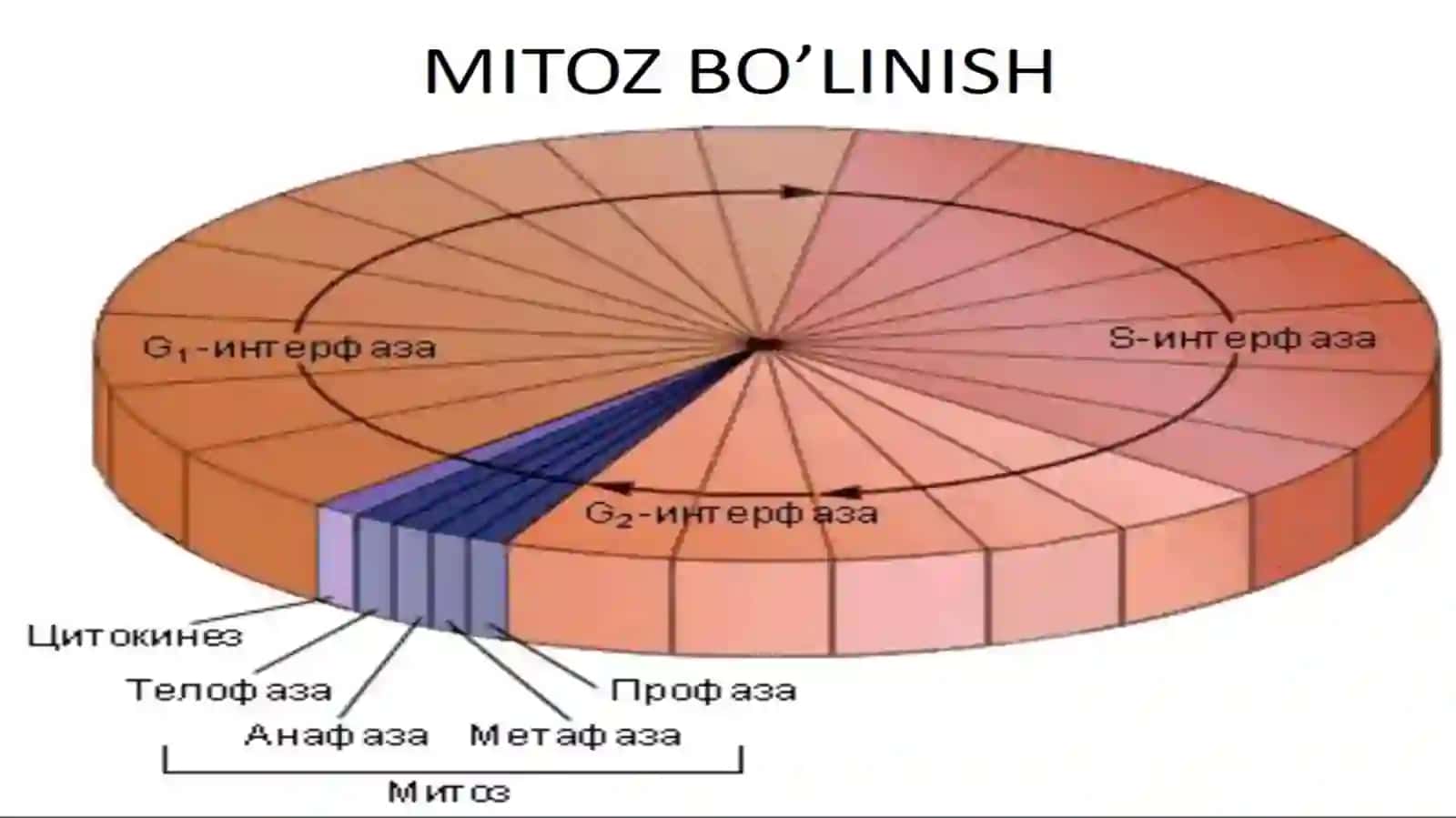 Hujayra uning mitotik va Hayotiysikli 4