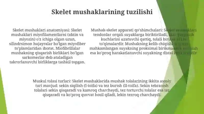 Muskul To'Qimasi Tuzilishi 4
