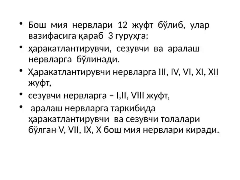Бош Мия Нервлари Тузилиши 4