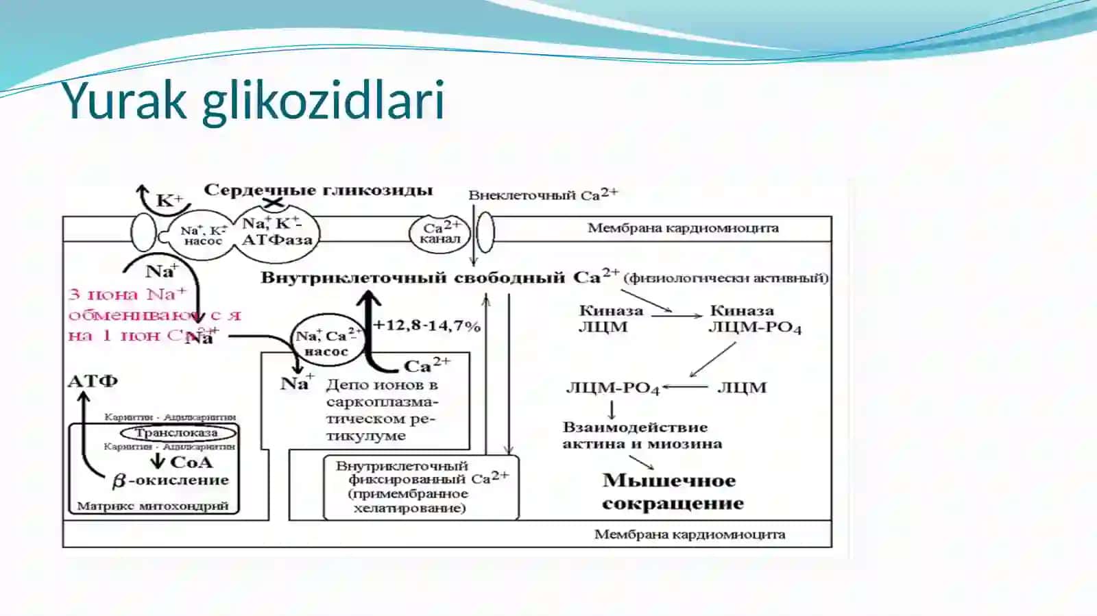 Kardiotonik vositalar 4
